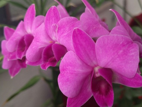 plant, cattleya桌布