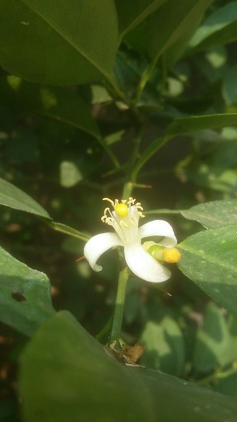 Lemon flower