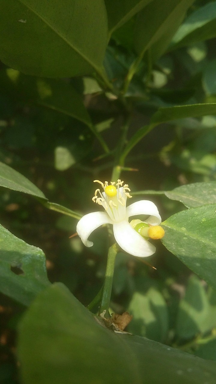 Lemon flower