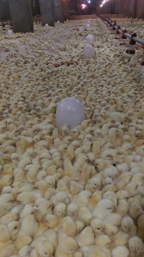 chicken, Livestock वॉलपेपर