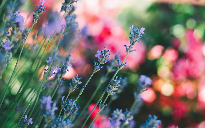 Flower field