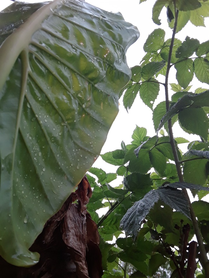raindrops on leaves