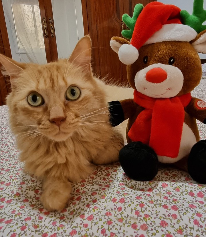 cat