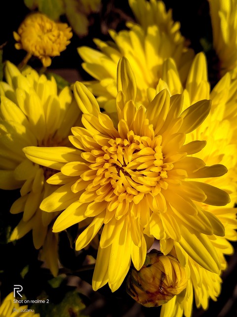 Yellowflower is supernatural.