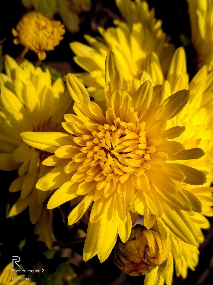 Yellowflower is supernatural.