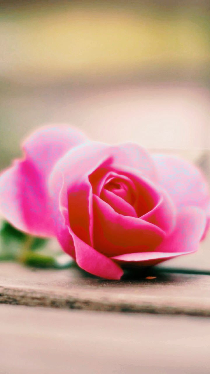 Rose 3