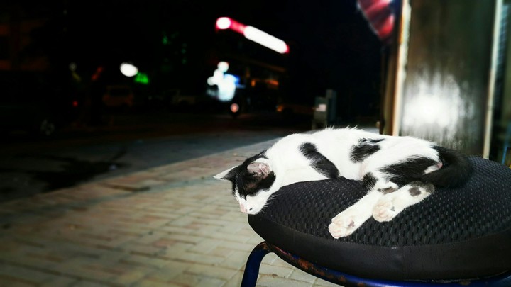 cat