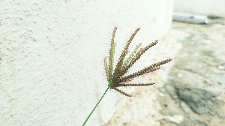 plants