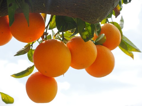 tapety fruit, Citrus