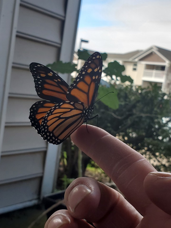 monarch butterfly