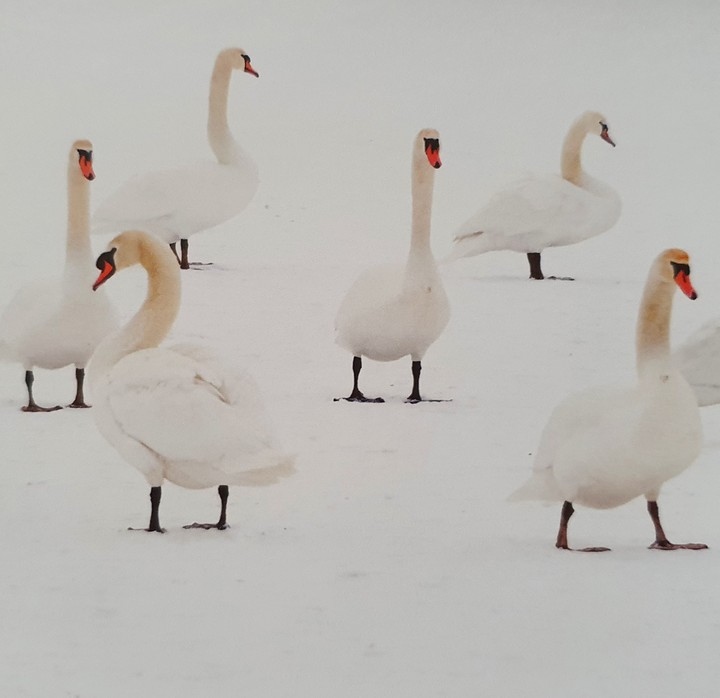 Schwäne
