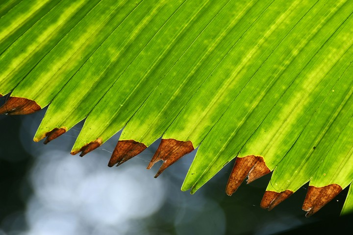 palm leaf