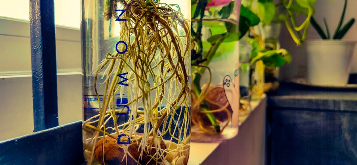 My Plants