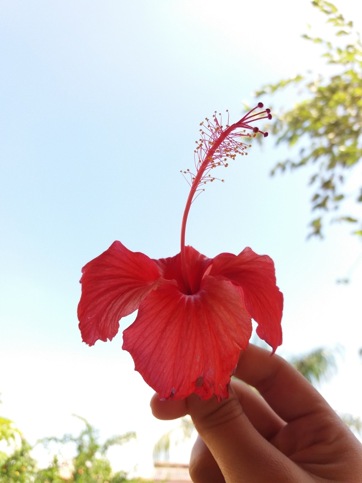 flower