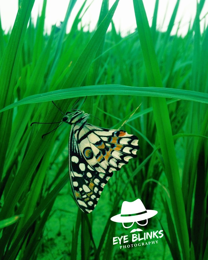 rice field butterfly