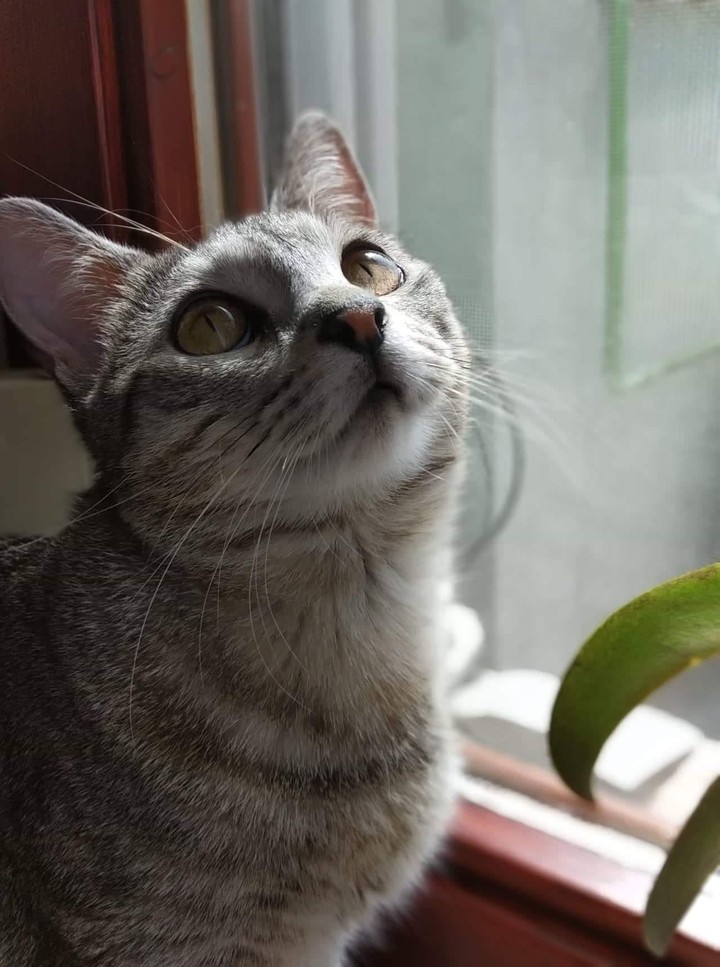 cat ❤