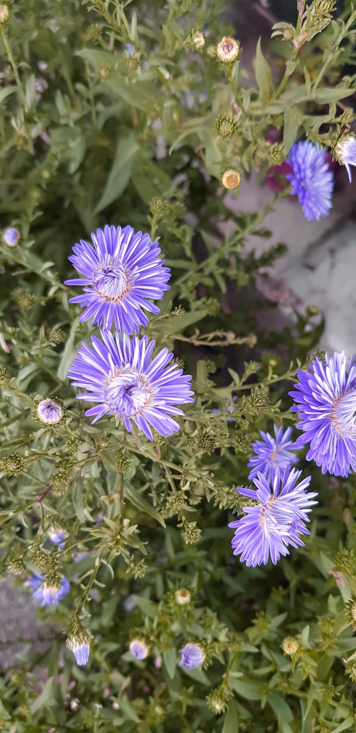 autumn flower purple