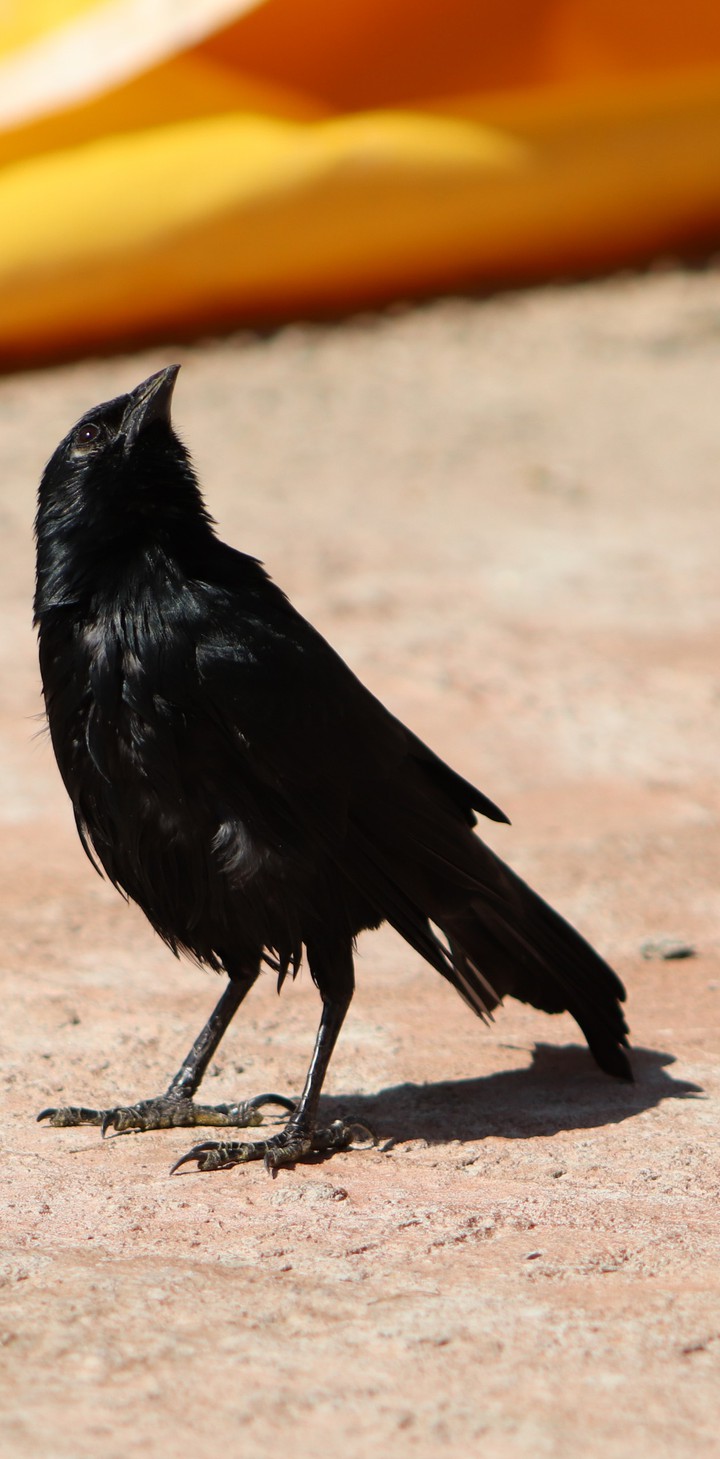 Black Bird