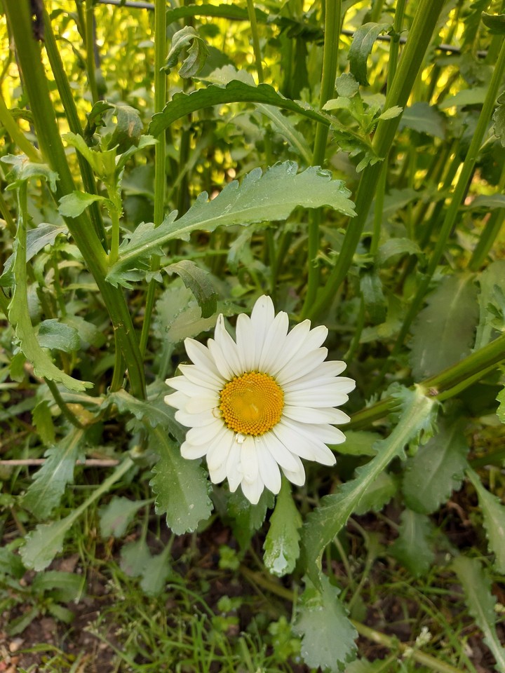 Margaret