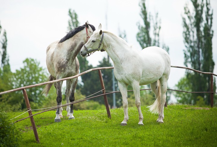 horses