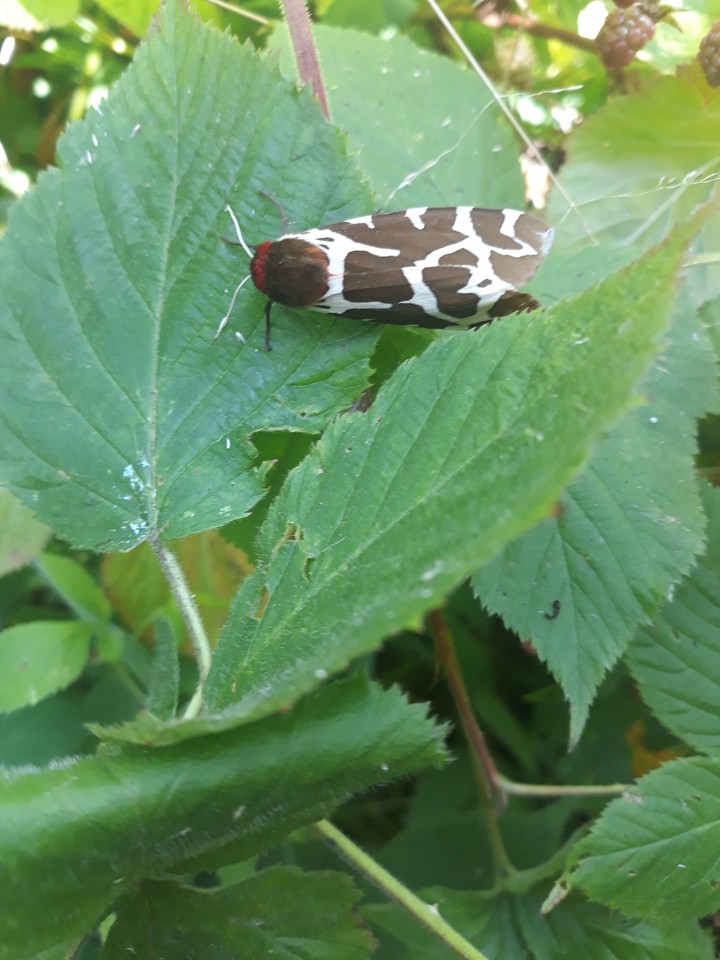 мотиль
