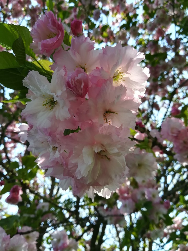 Blüte