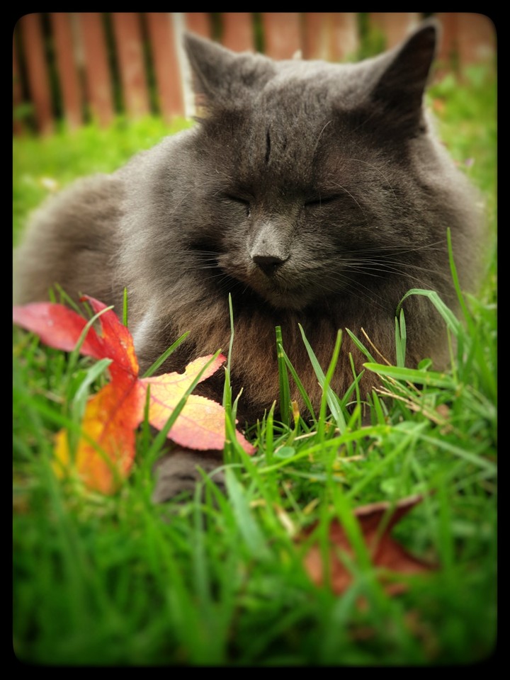 sleeping moment