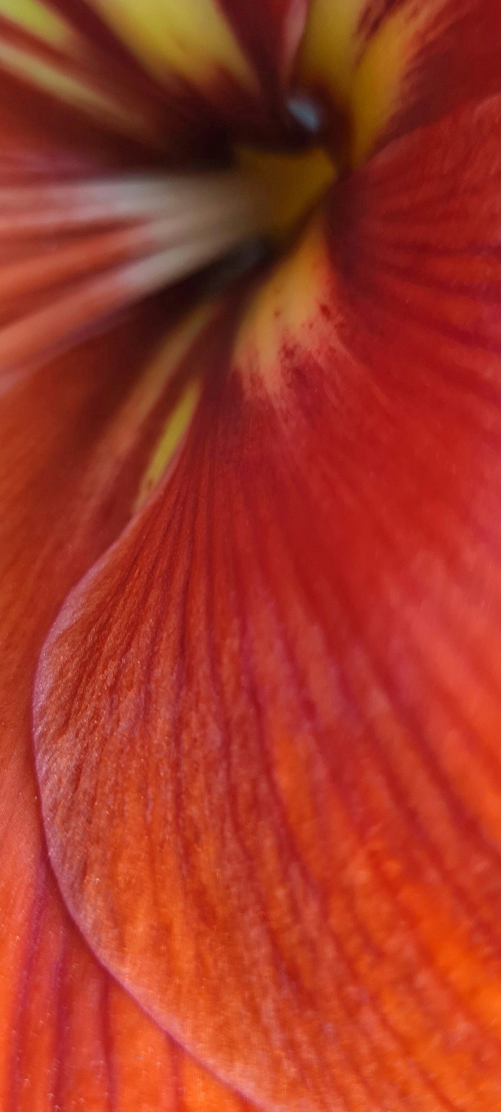 petals