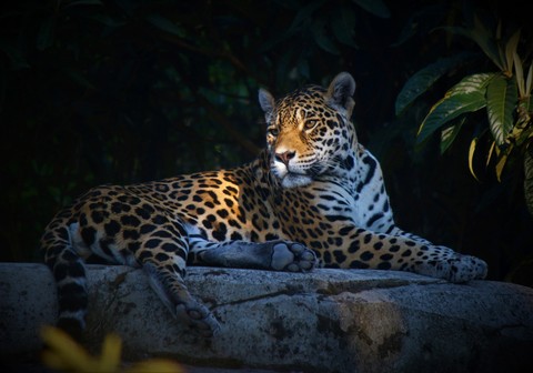 sfondi panthera, felidae