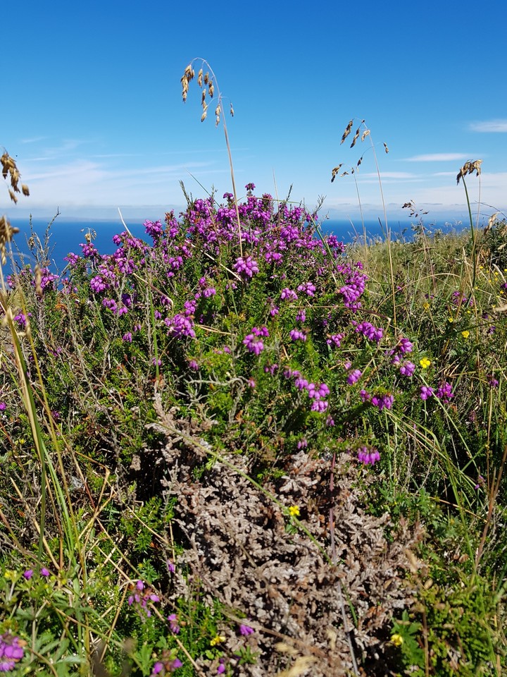 Flowers at the Cliffs