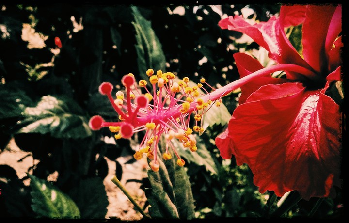 flower