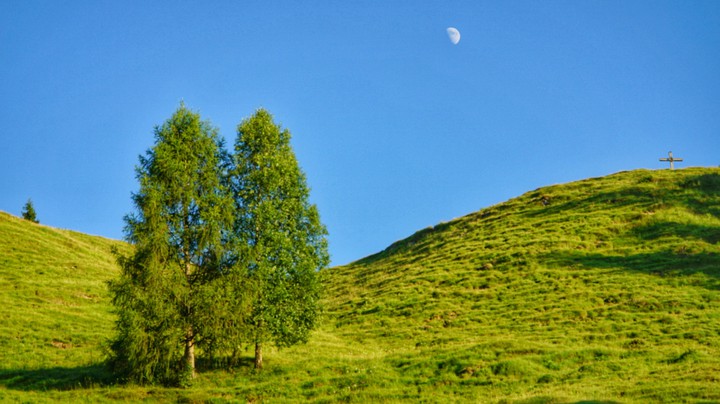 two trees and a moon