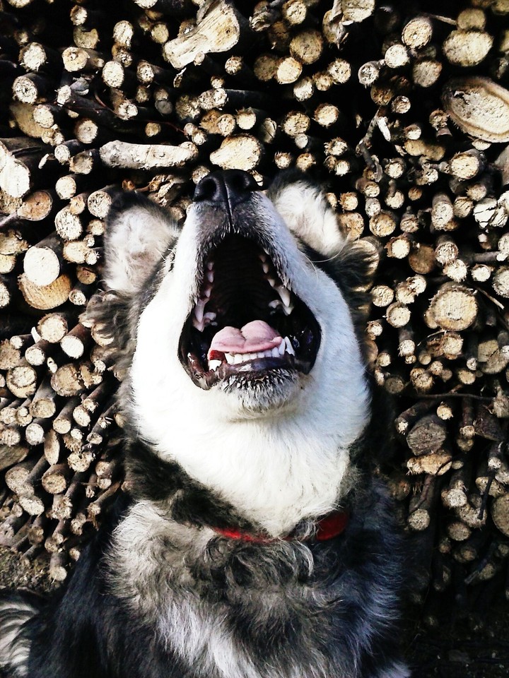husky dog 