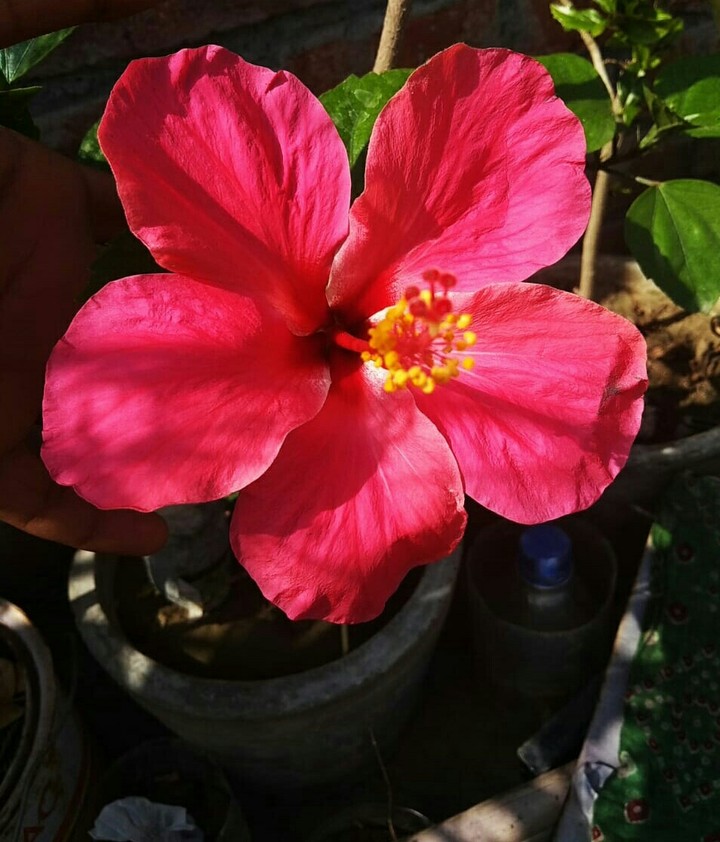 its pure