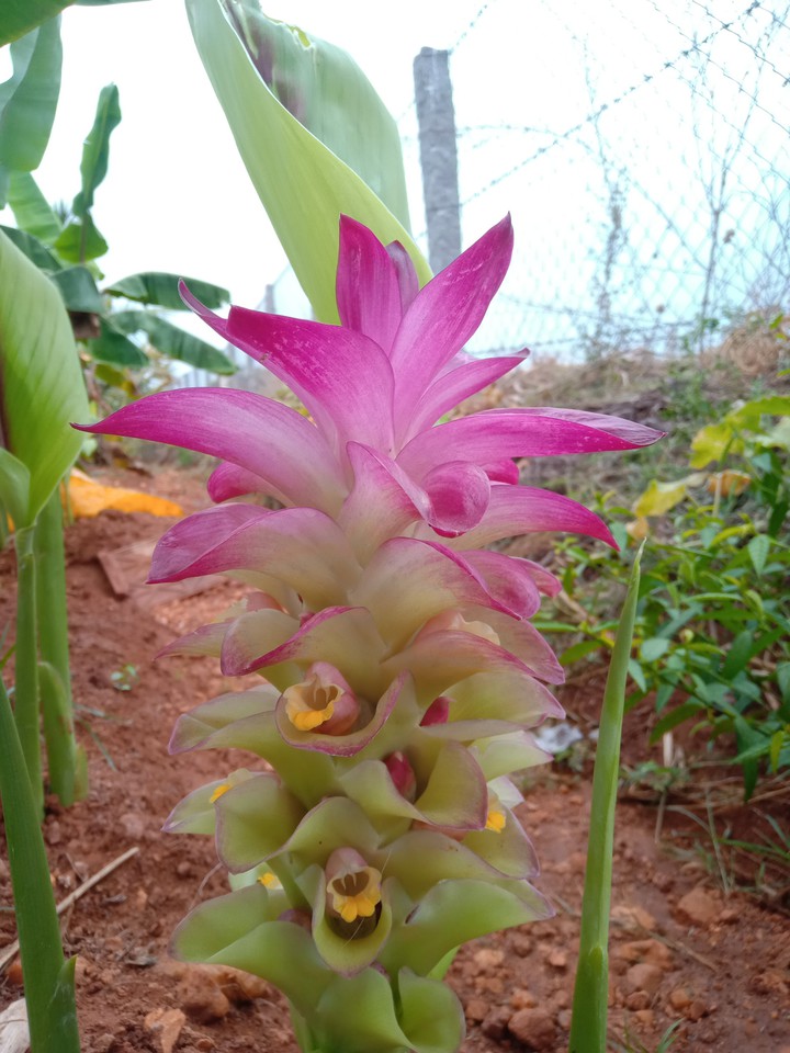 Mobile photography