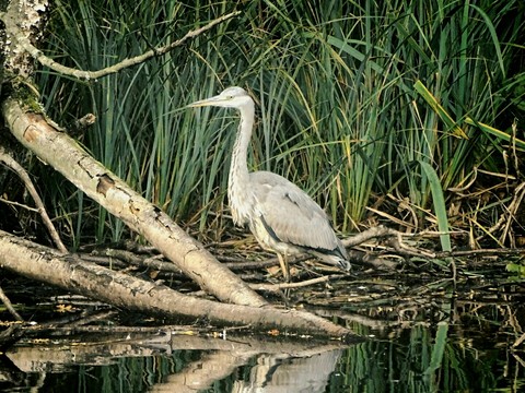 heron