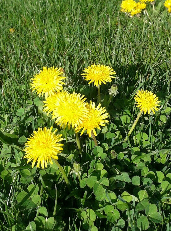 flowers