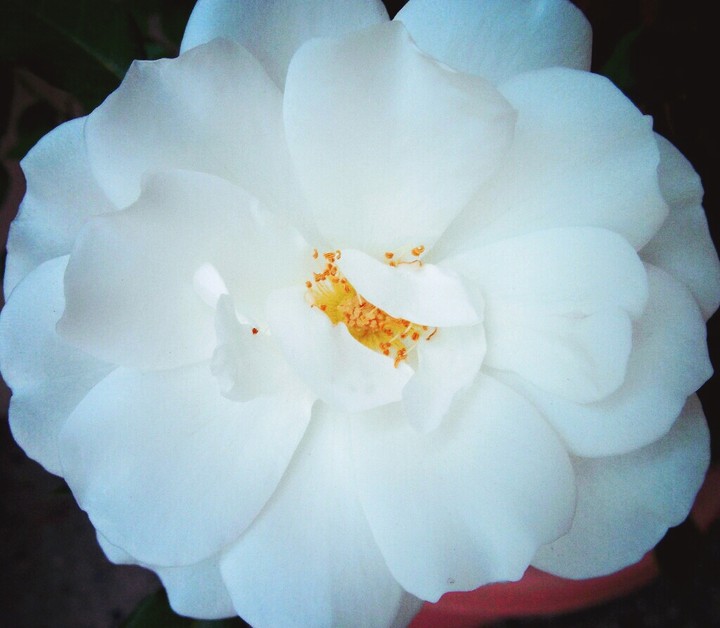Beauty lies in Simplicity