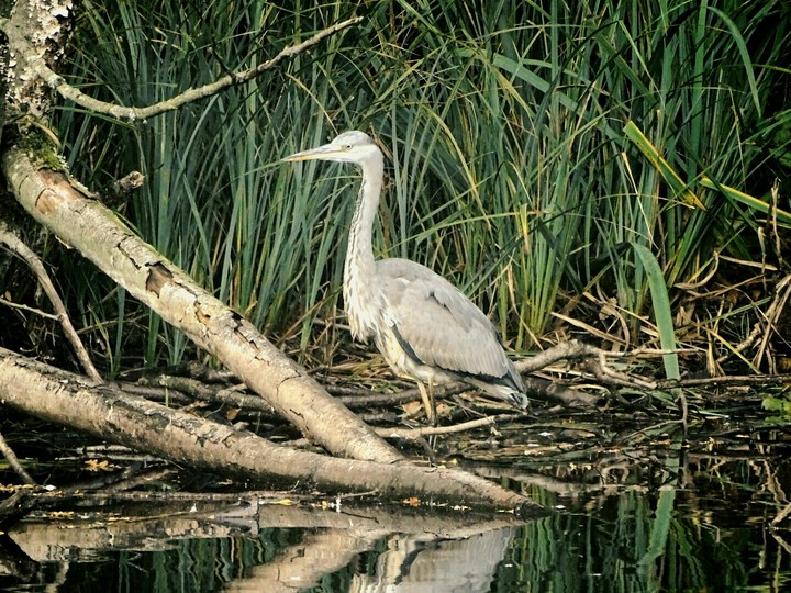heron