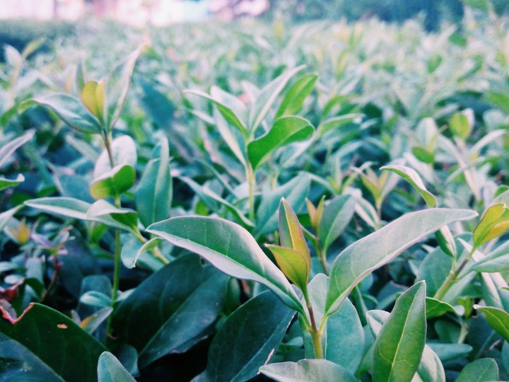 Green view