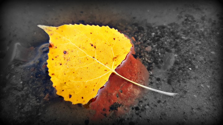 осенний лист/ autumn leaft
