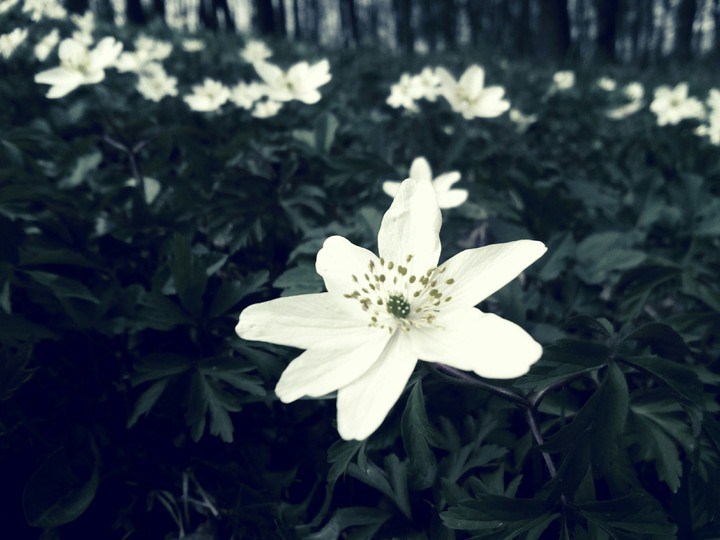 Casual flower