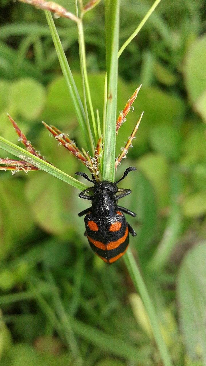 insect