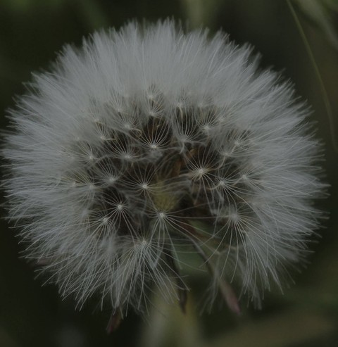обои closeup, flower