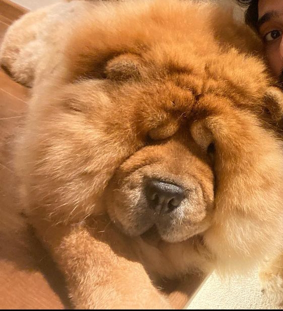 chow chow ??