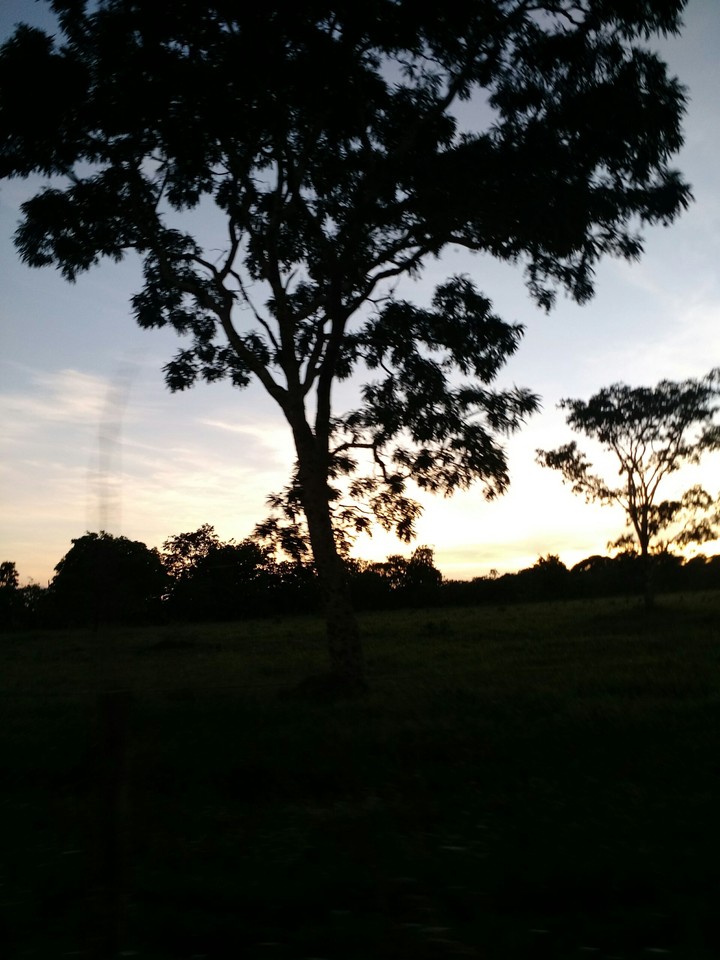 planta