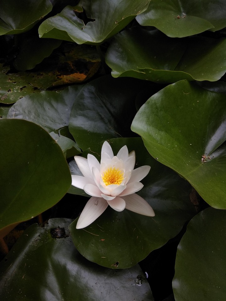 lotus