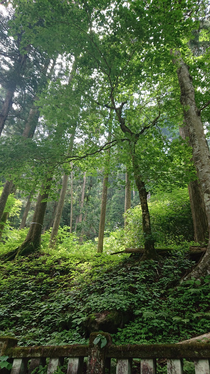 sacred trees