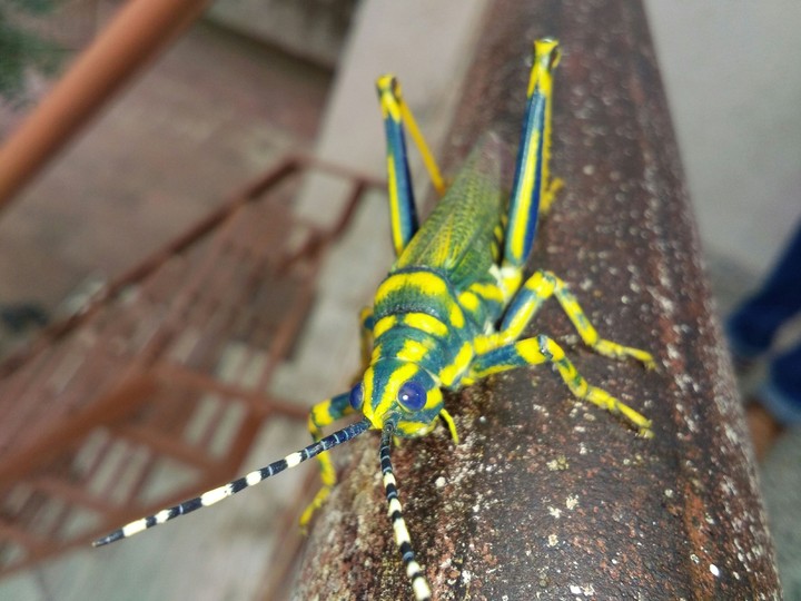 GRASSHOPPERSSSS