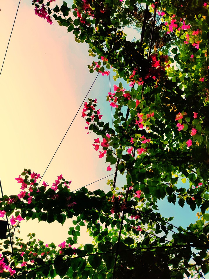 pink flower Bougainvillea
